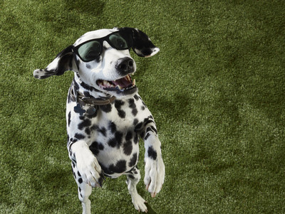 Petco Shares Tips for COVID-19 Safe Summer Fun with Pets